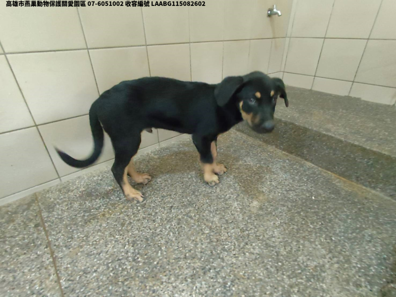 領養小型黑色公犬