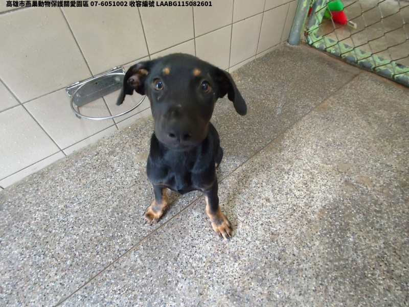領養小型黑色公犬