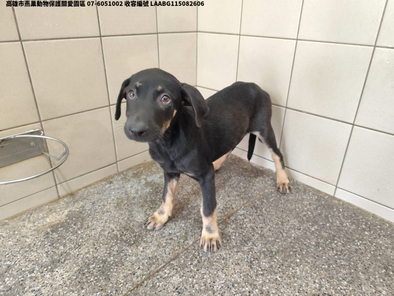 領養小型黑色公犬