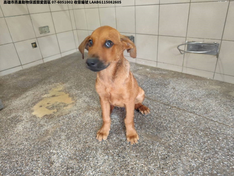 領養小型棕色公犬