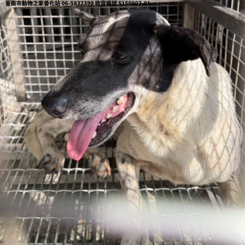 領養中型黑白色母犬