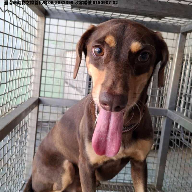 領養大型咖啡色公犬