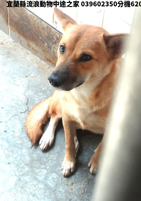 領養大型黃色母犬