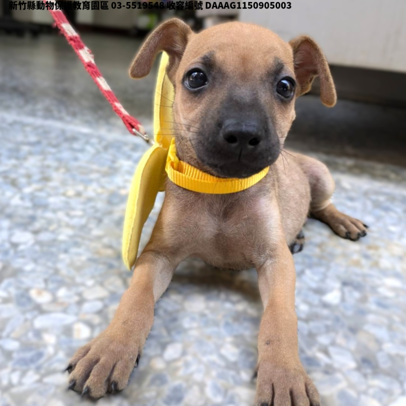 領養小型公犬