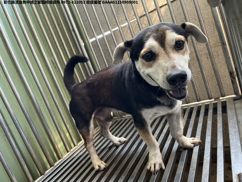 領養中型黑白色公犬