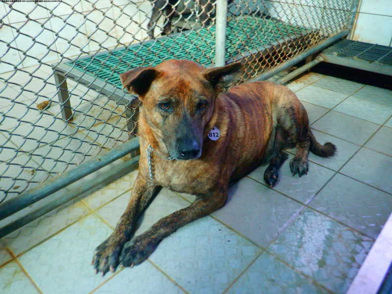 領養中型虎斑色公犬