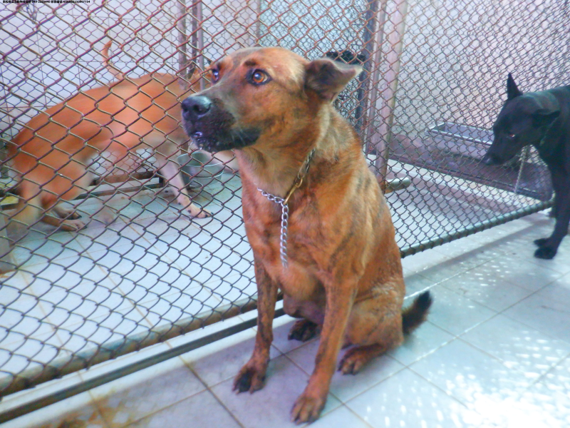 領養中型虎斑色公犬