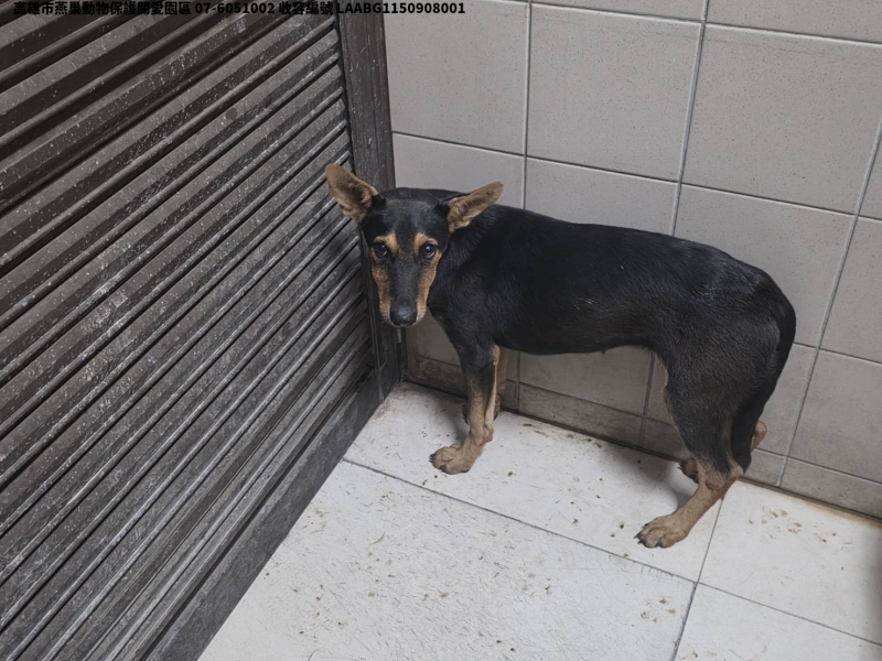領養小型黑色母犬