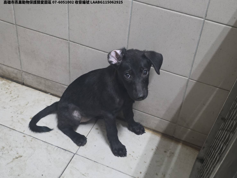 領養小型黑色母犬