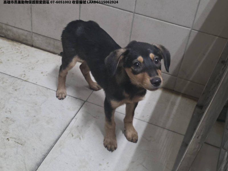 領養小型黑色母犬