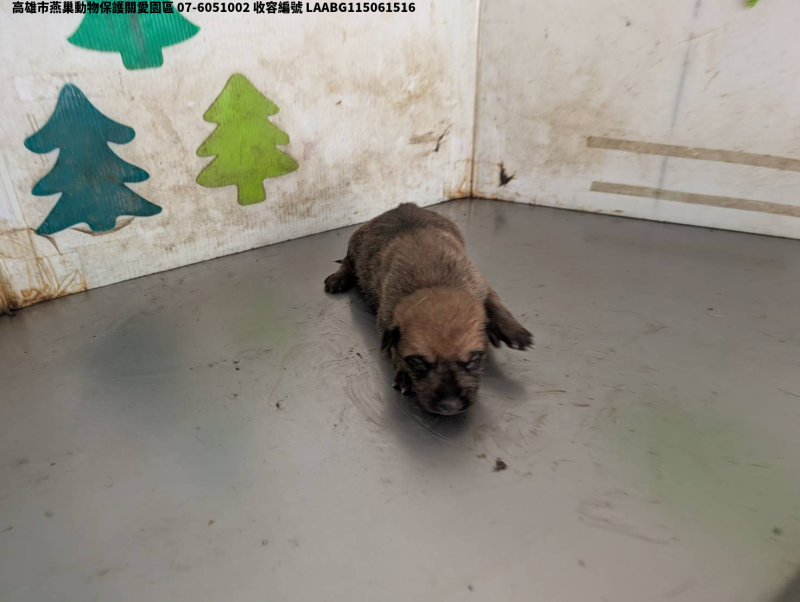 領養小型棕色公犬