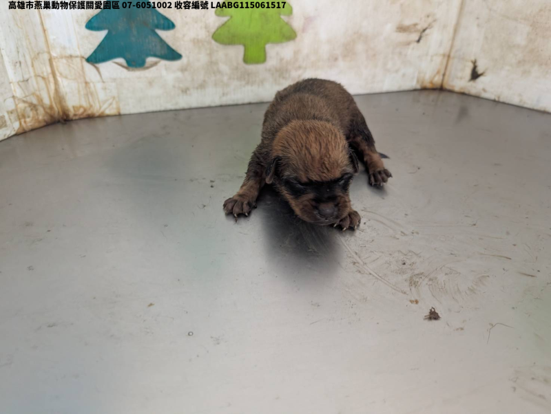 領養小型棕色母犬