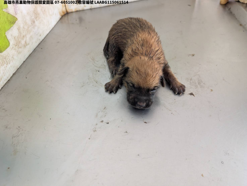 領養小型棕色公犬