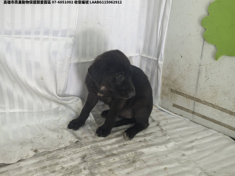 領養小型黑色公犬