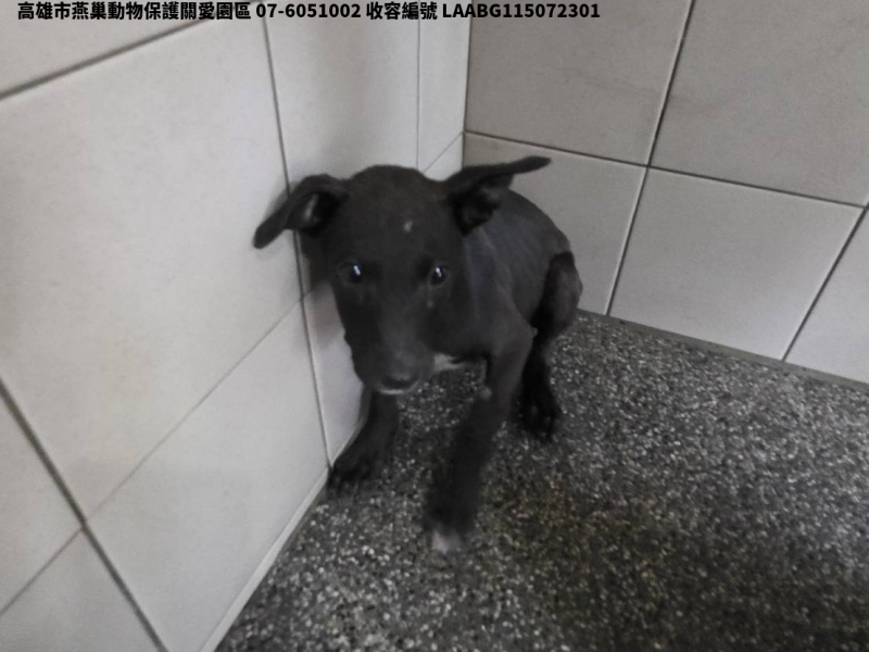 領養小型黑色母犬