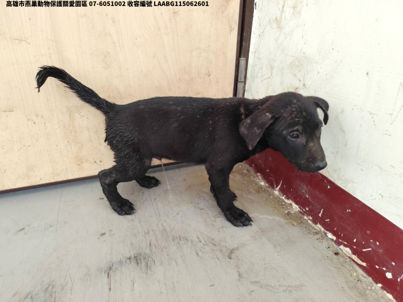 領養小型黑色公犬