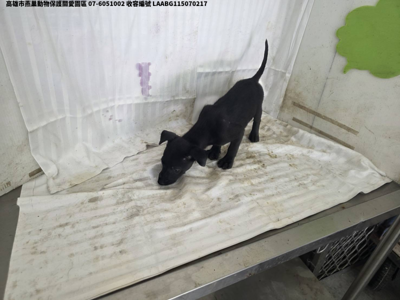 領養小型黑色公犬