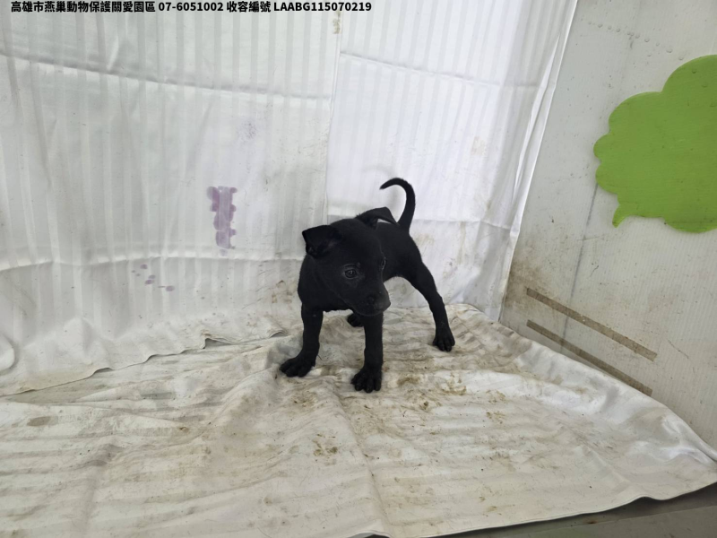 領養小型黑色母犬
