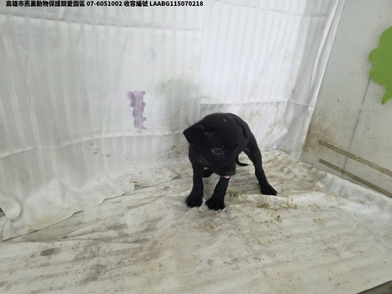 領養小型黑色公犬