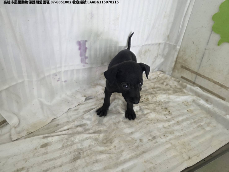 領養小型黑色公犬
