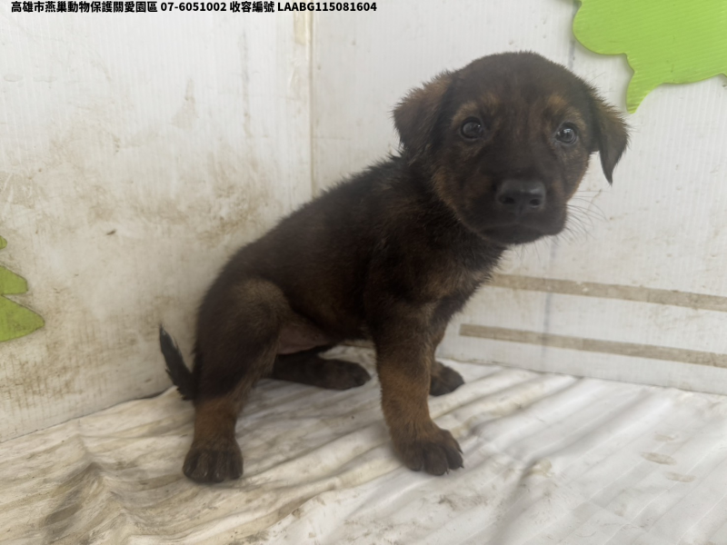 領養小型黑色母犬