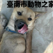 領養中型黃色公犬