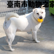 領養中型白色公犬