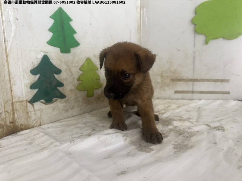 領養小型黃色母犬
