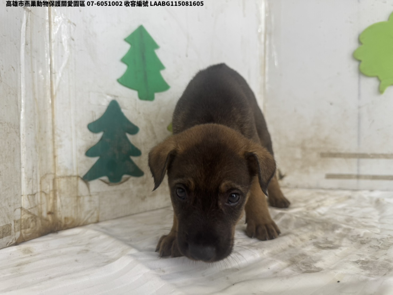 領養小型黑色公犬
