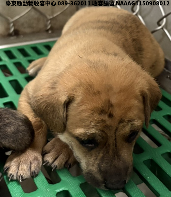 領養小型黃虎斑色公犬