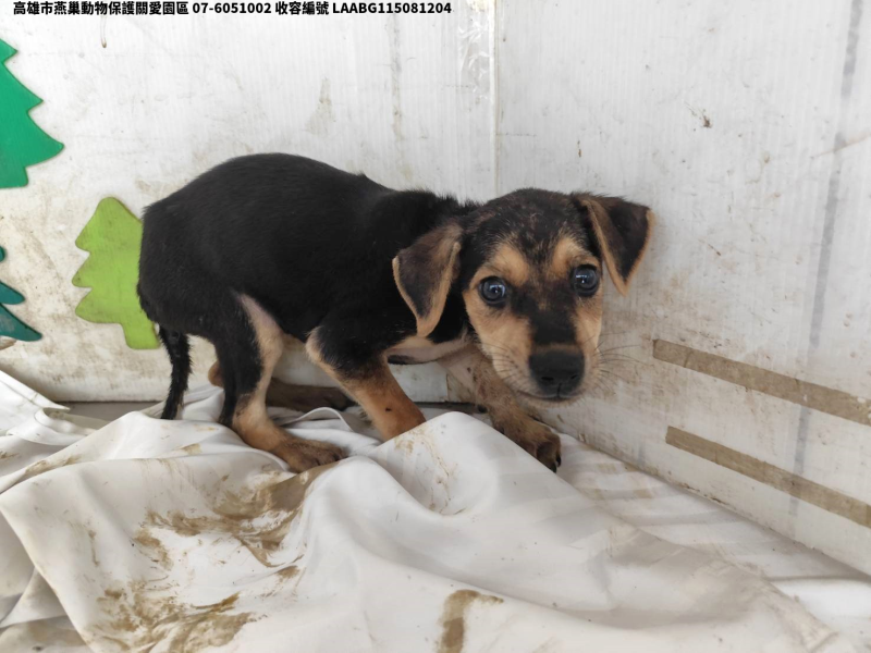 領養小型黑色公犬