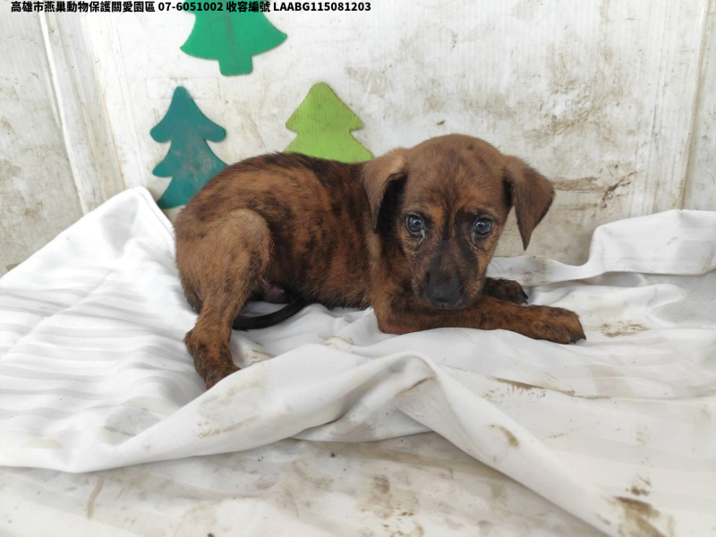 領養小型虎斑色公犬