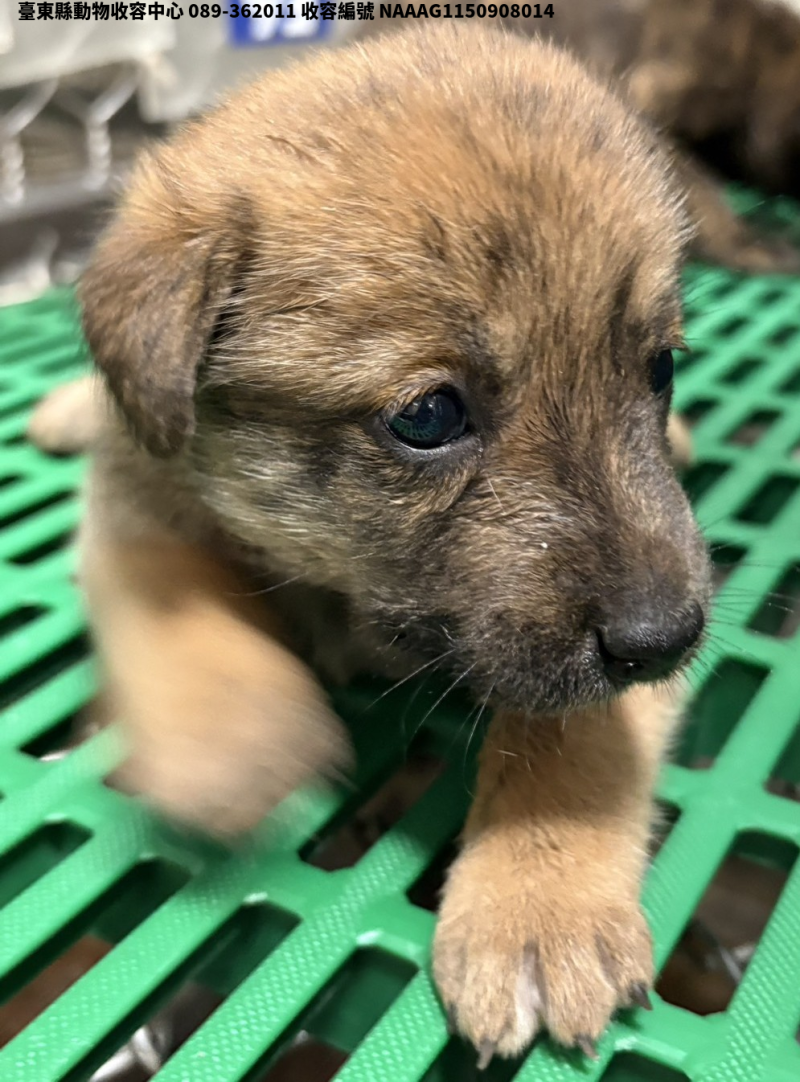 領養小型黃虎斑色母犬