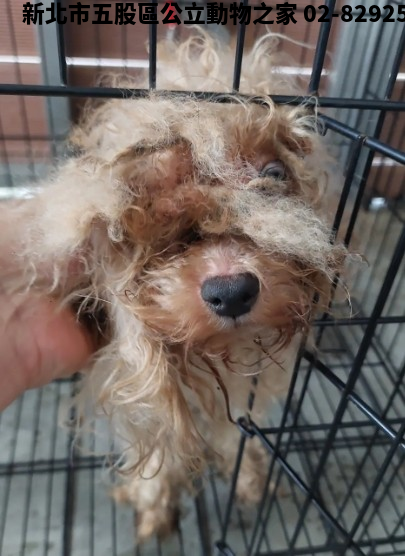 領養小型白色公犬