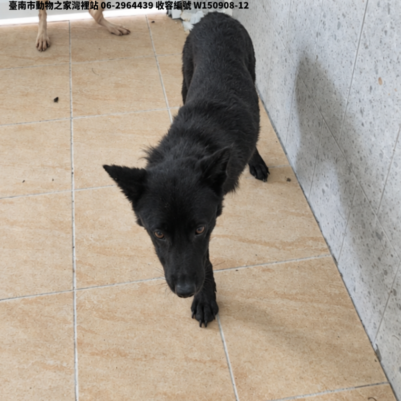 領養中型黑色母犬