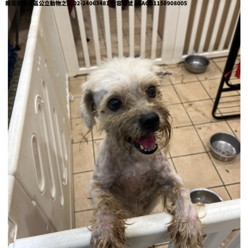 領養小型白色公犬