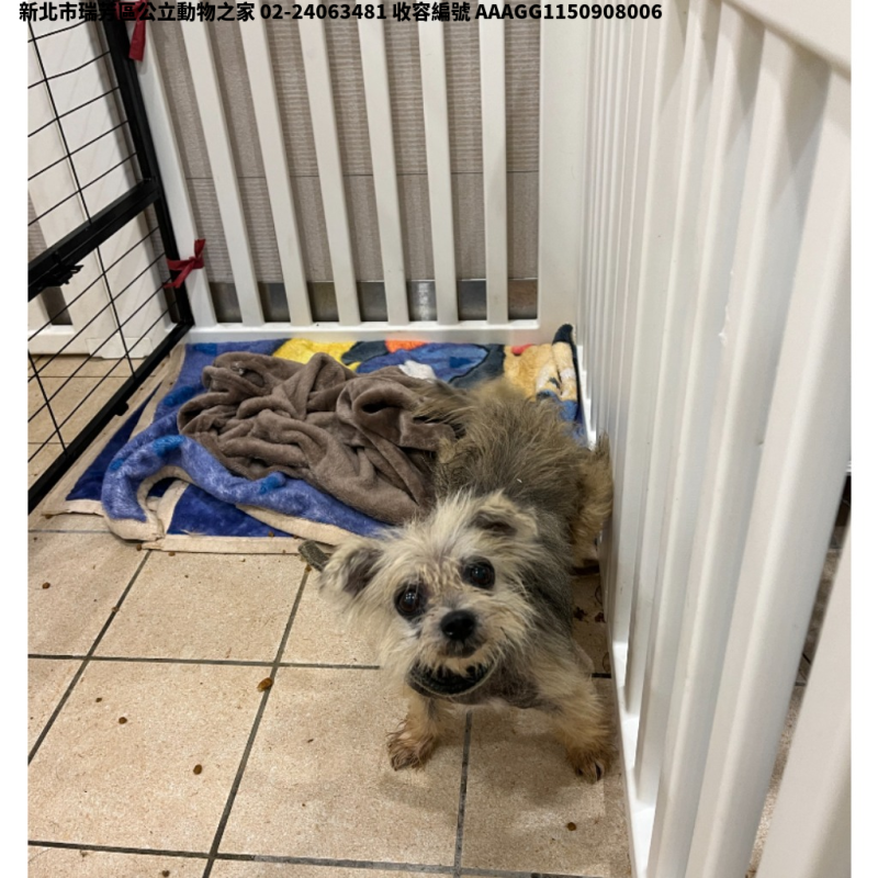 領養小型白色公犬