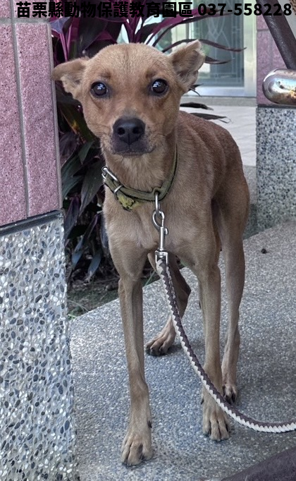 領養中型黃色公犬