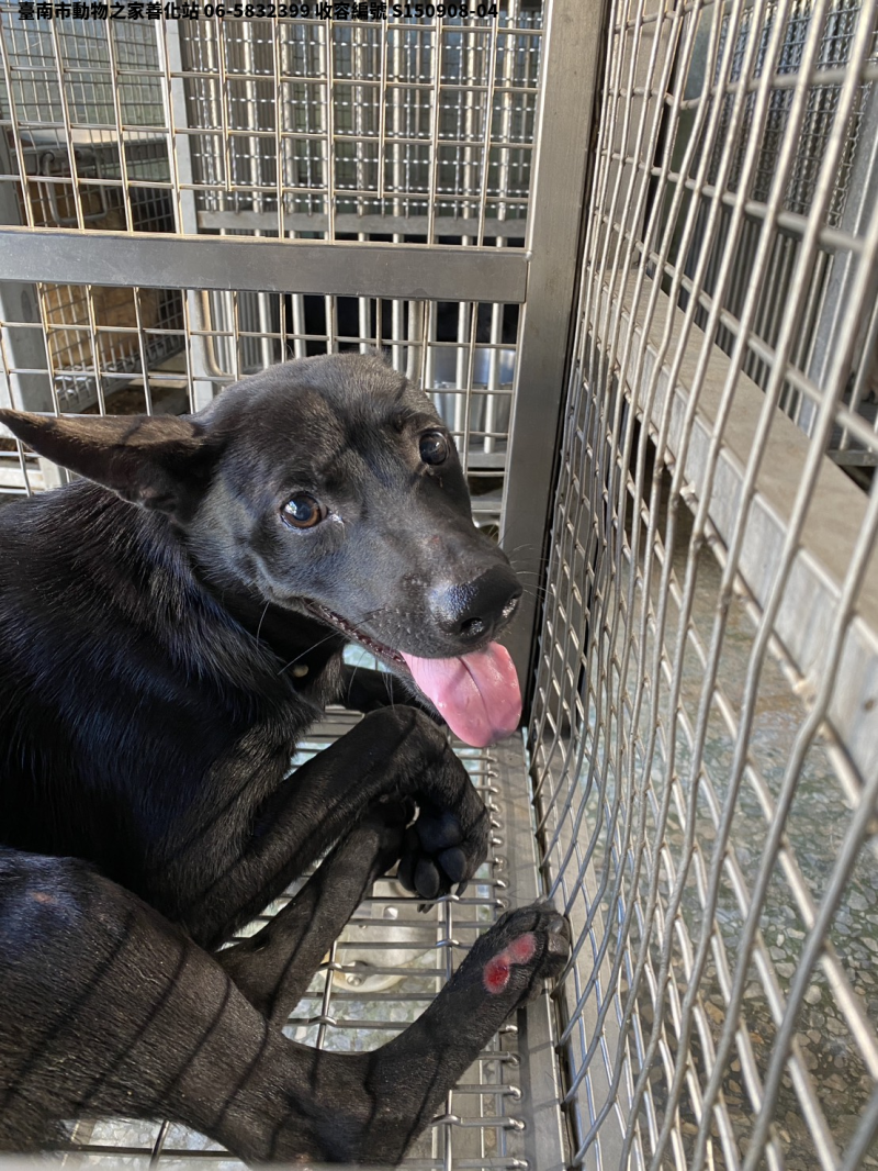 領養中型黑色母犬