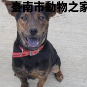 領養中型虎斑色公犬