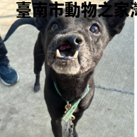 領養中型黑色母犬