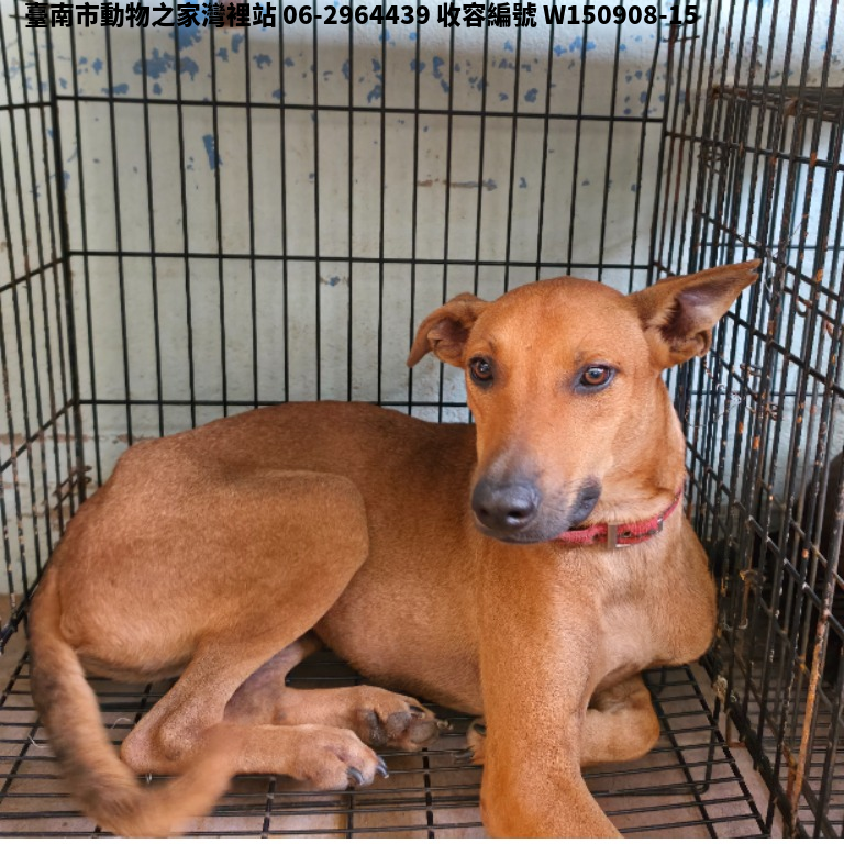 領養中型黃色公犬