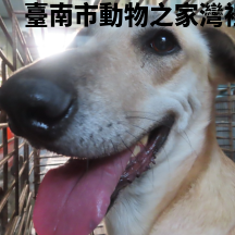 領養中型黃色母犬