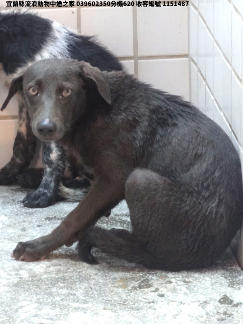 領養中型黑色公犬