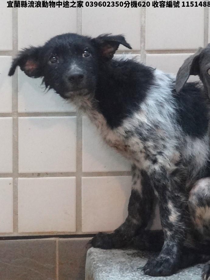 領養中型黑白色公犬