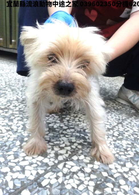 領養中型棕白色公犬