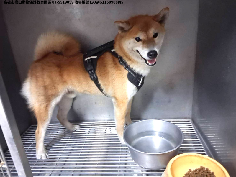 領養中型黃色公犬