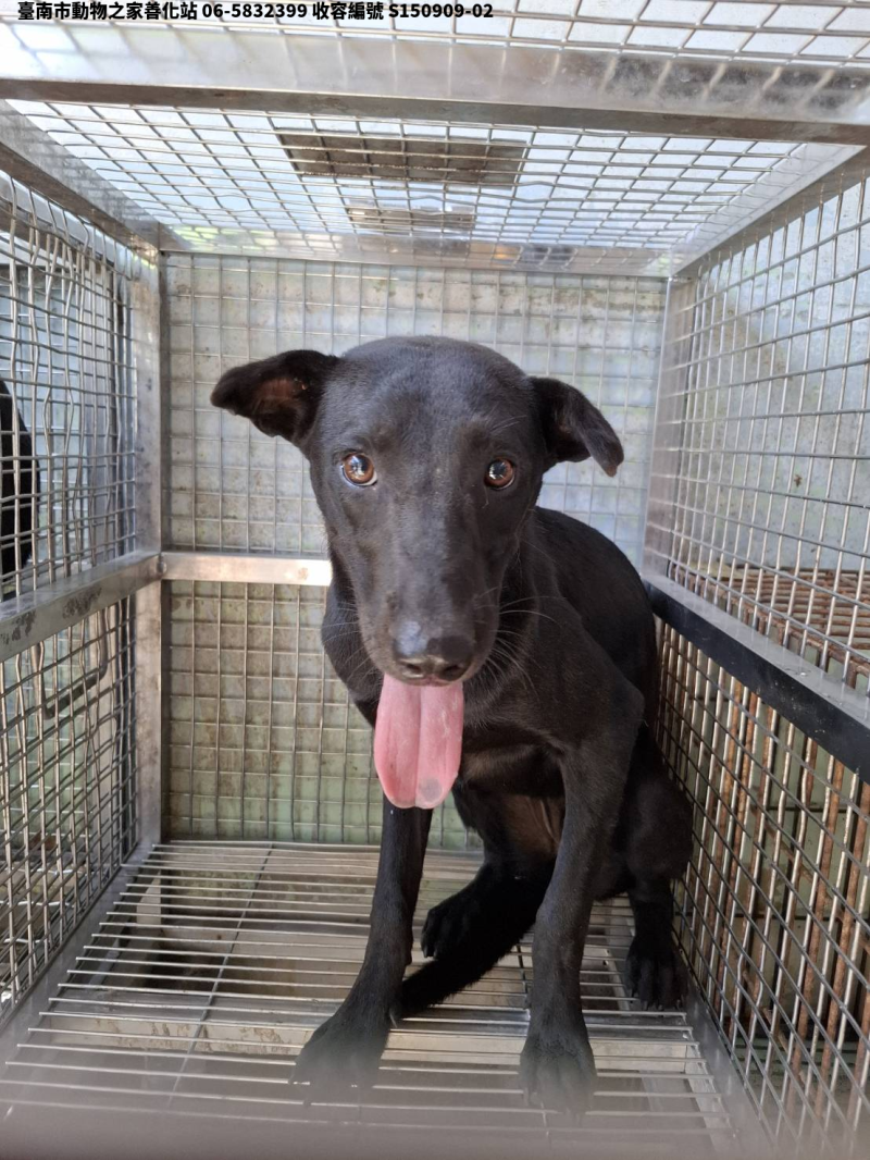 領養中型黑色母犬