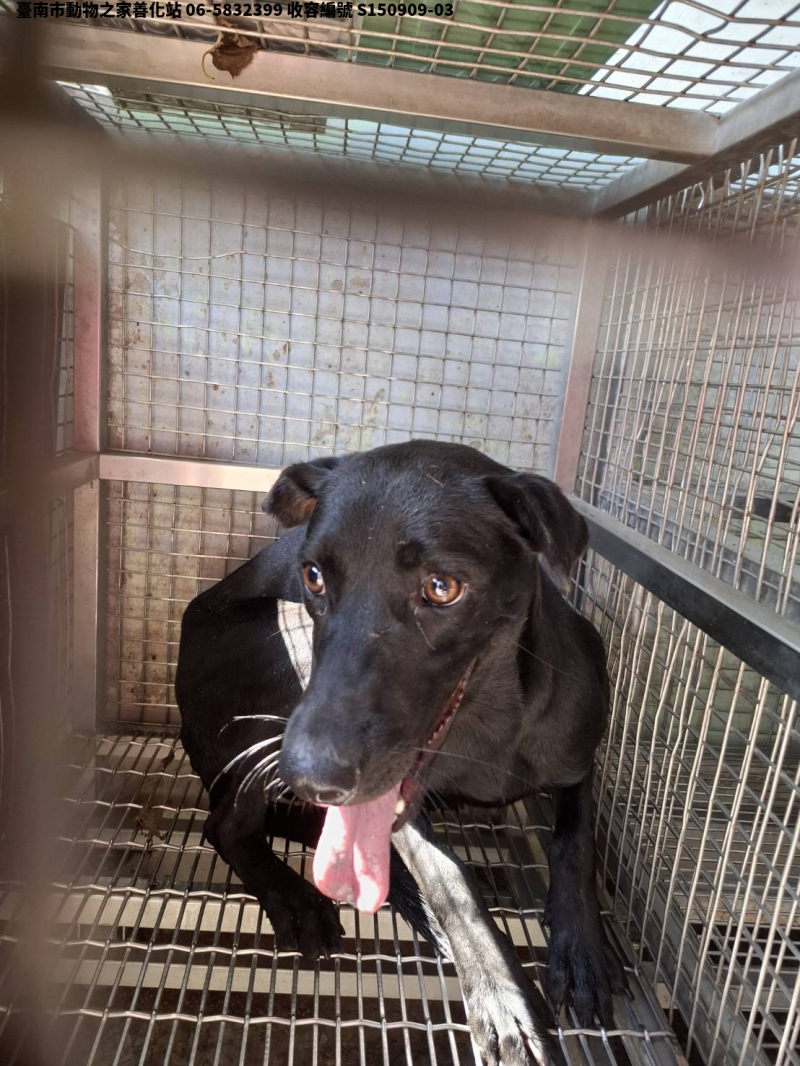 領養中型黑色母犬