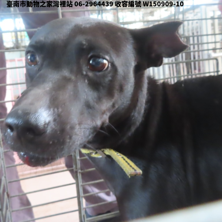 領養中型黑色公犬